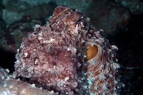 Birmanie - Mergui - 2018 - DSC03112 - Day Octopus - Poulpe - Octopus Cyanea